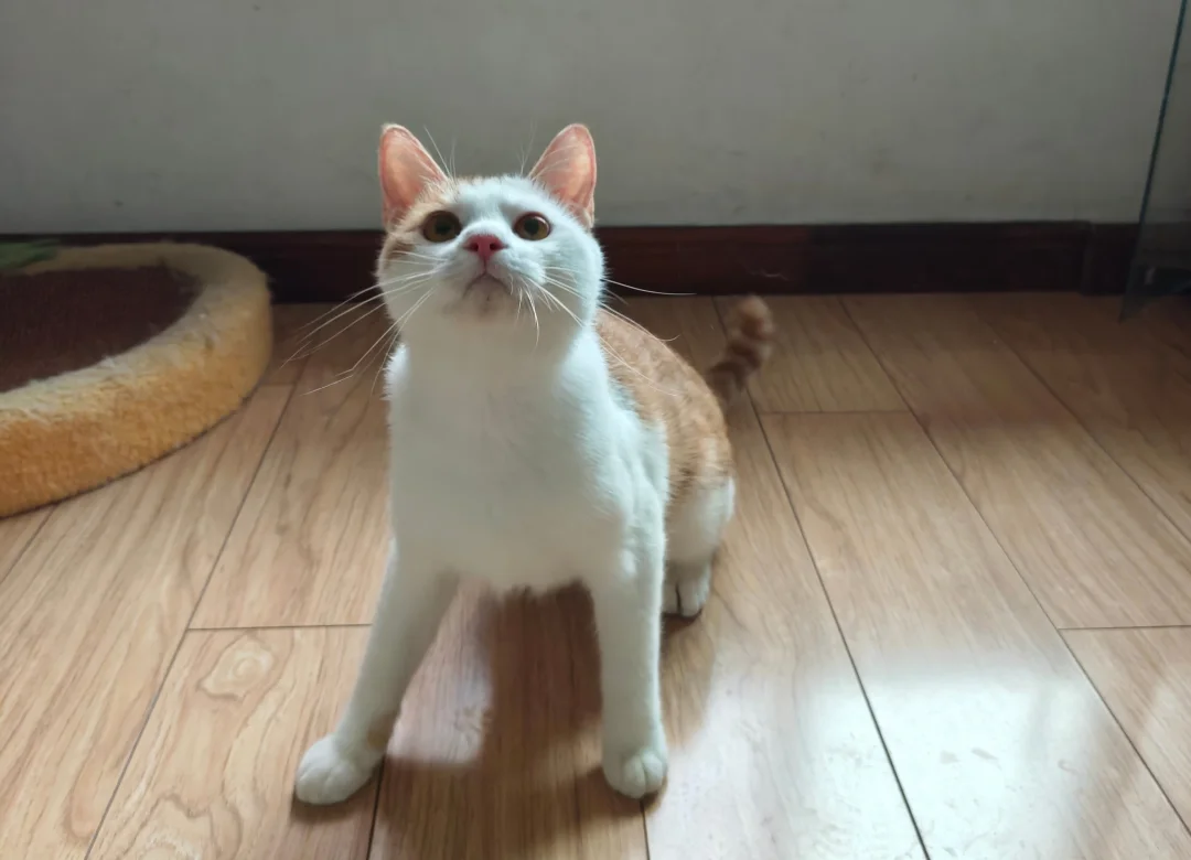 高需求小猫一只，有没有人喜欢哇
