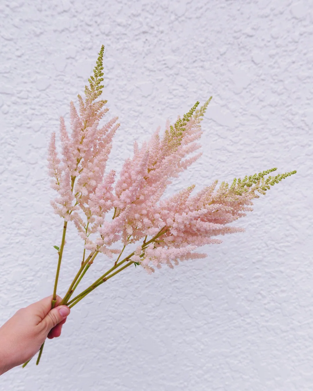 带你每天认识一种花材66｜粉色落新妇