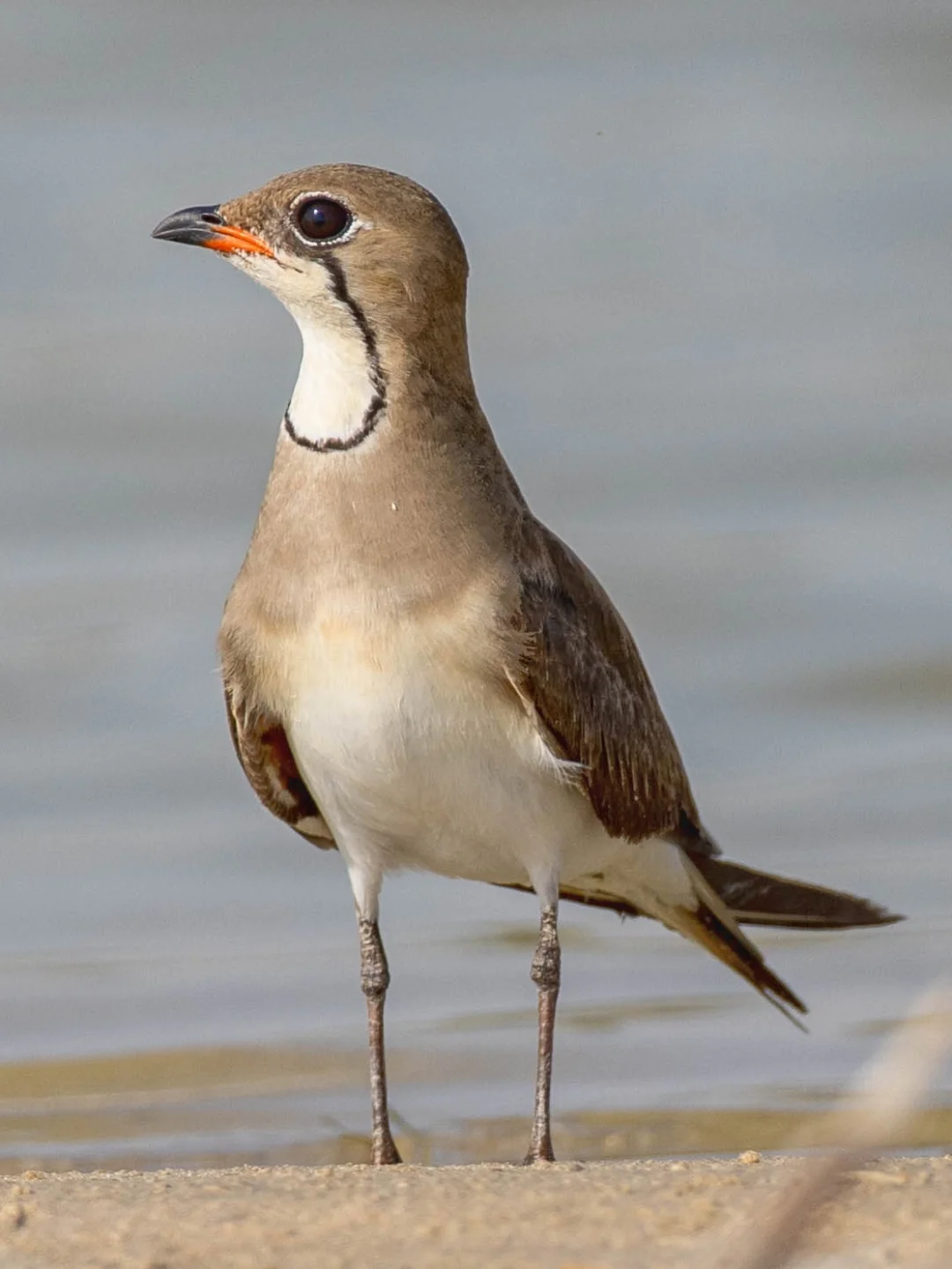 大佬双手插兜！(领燕鸻)