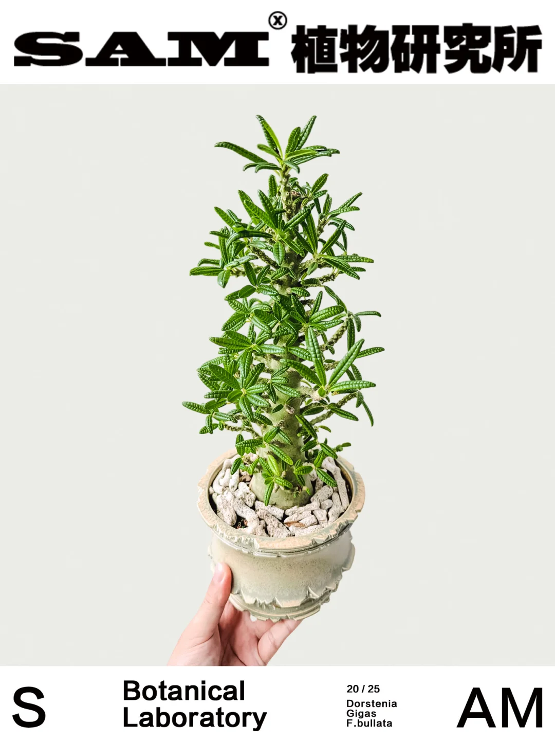 泡泡叶巨琉桑｜Dorstenia Gigas f.bullata