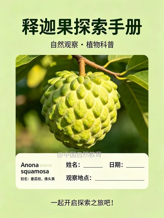 解锁热带宝藏✨释迦果自然教育手册