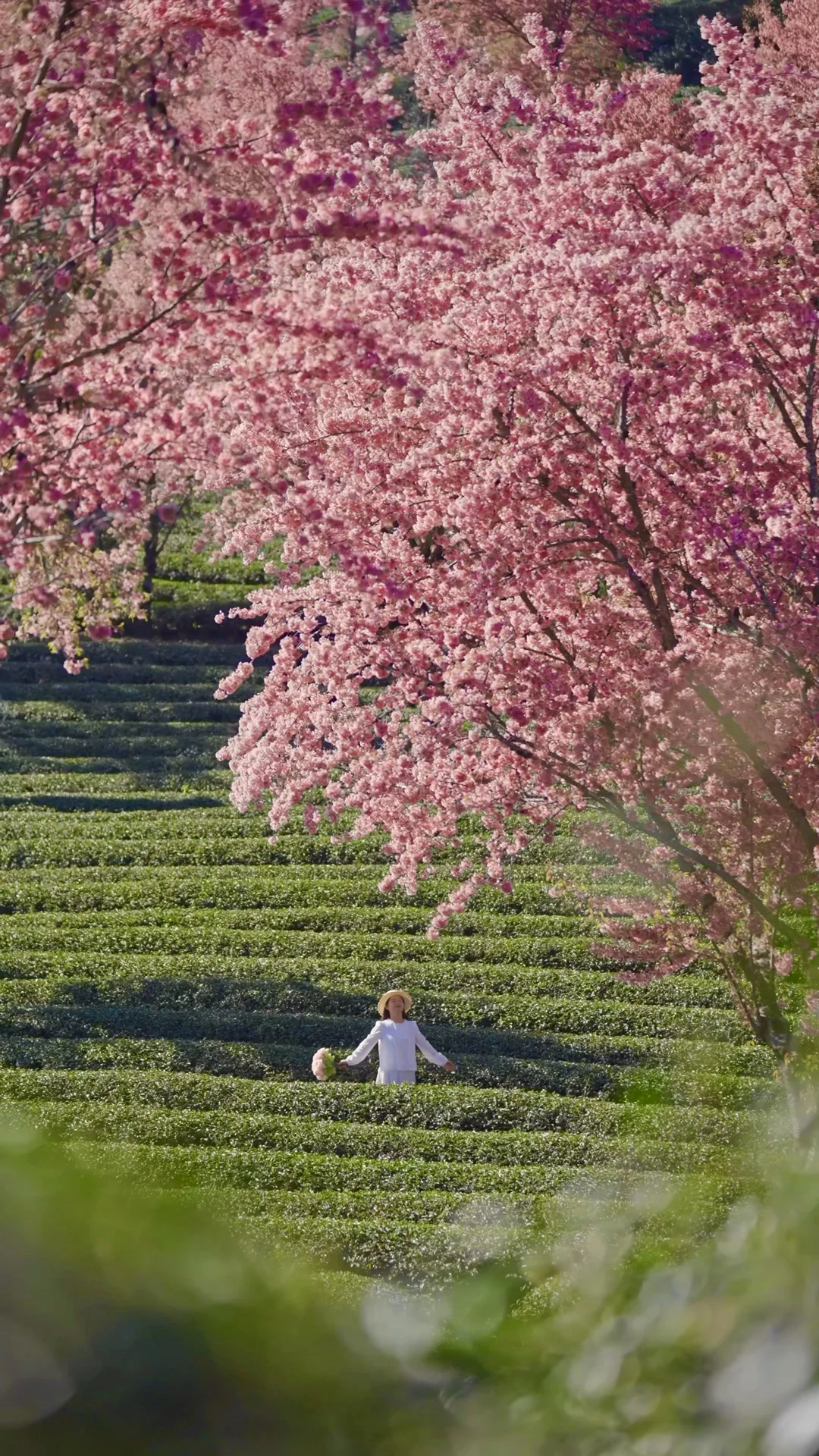真没骗人‼️这是云南12月的冬天🌸