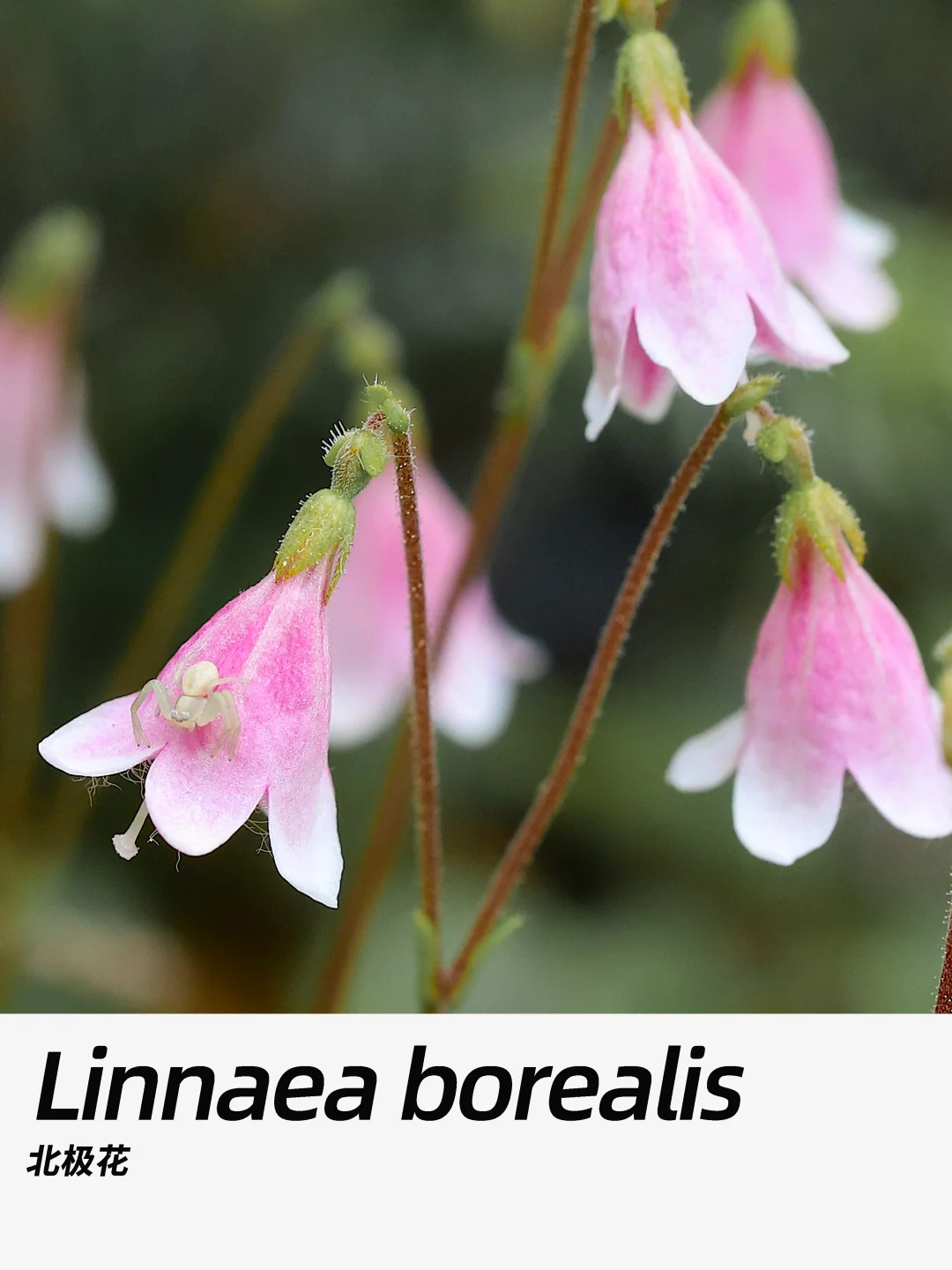 带你每天认识一种花材344｜北极花