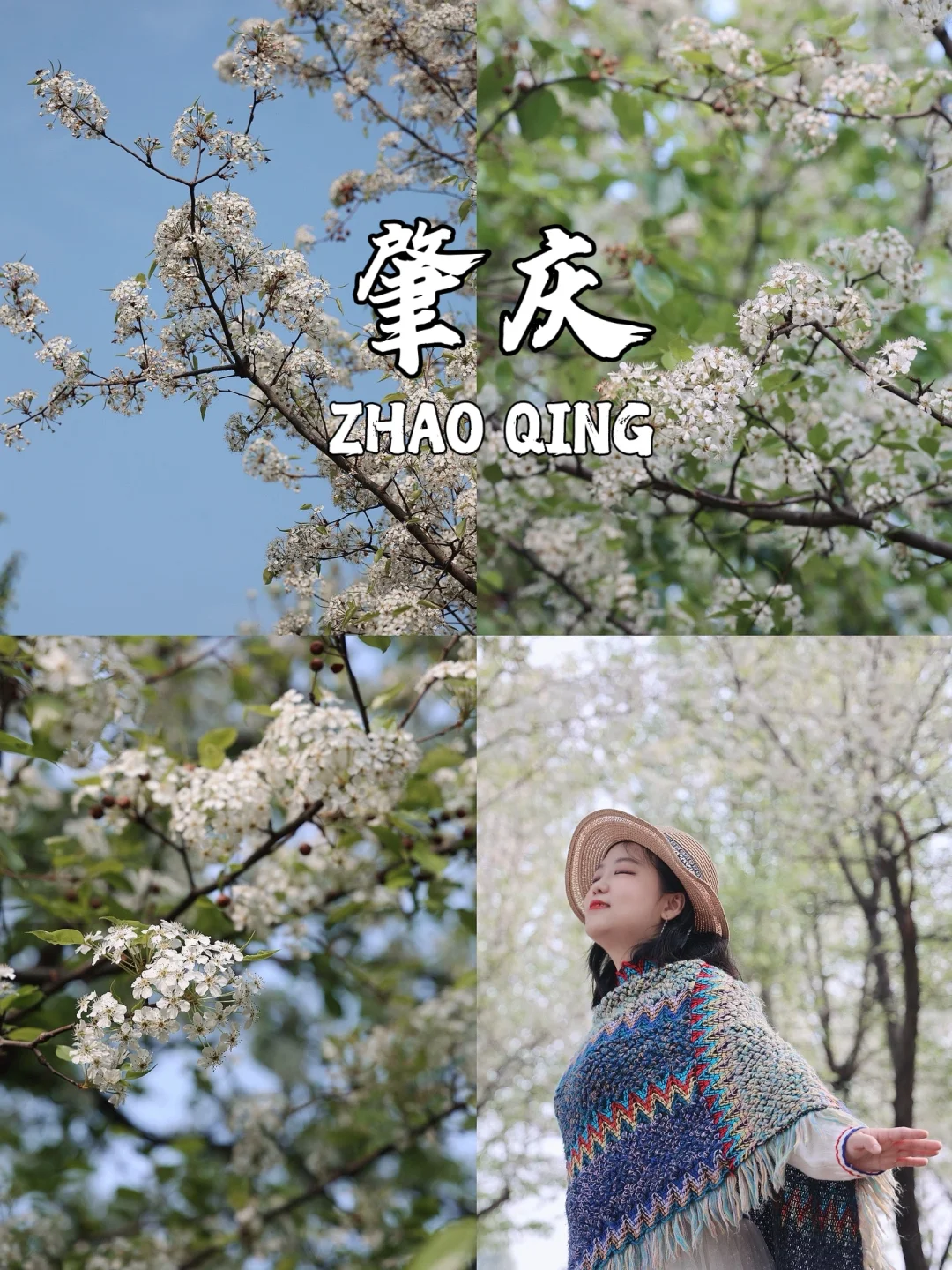 肇庆牌坊公园🌸 梨花烂漫，错过又得等一年