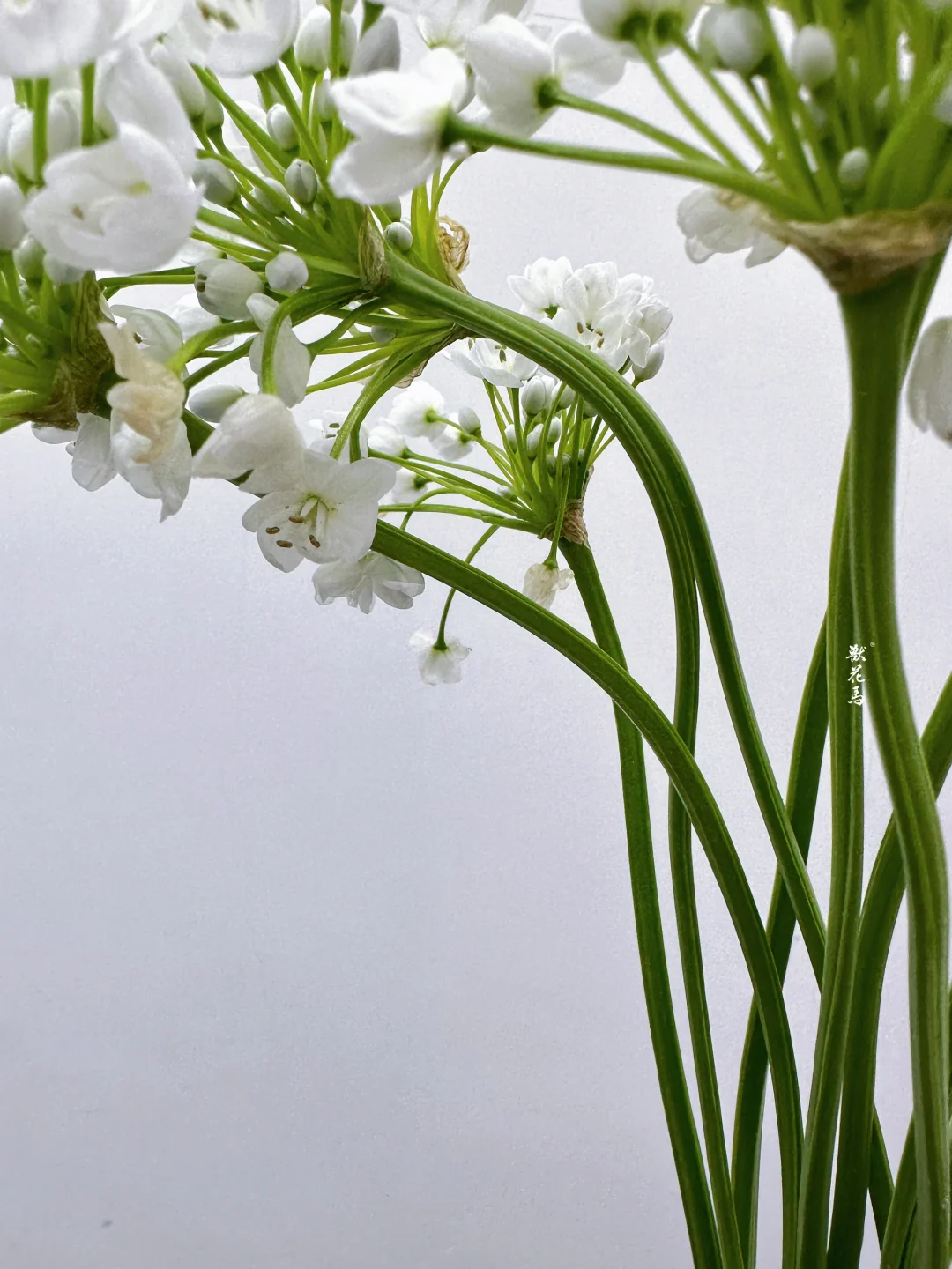 小葱花•白雪公主