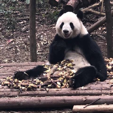 晓猪猪爸爸