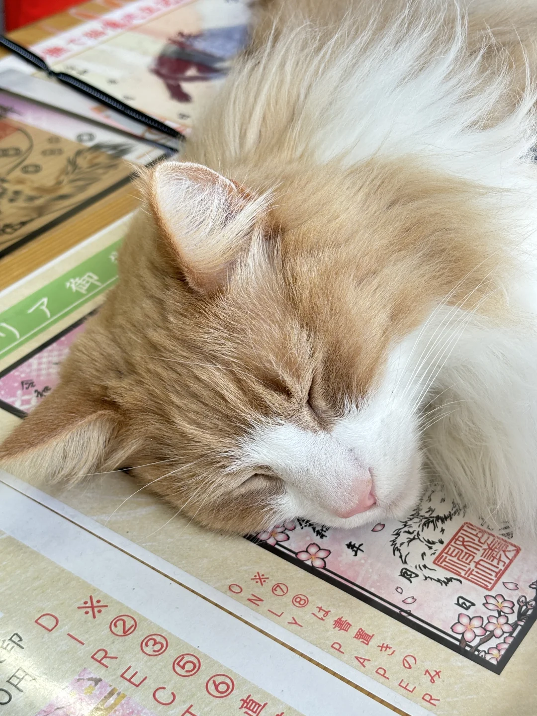 东京旅行 | 看不到樱花却邂逅了贪睡小猫