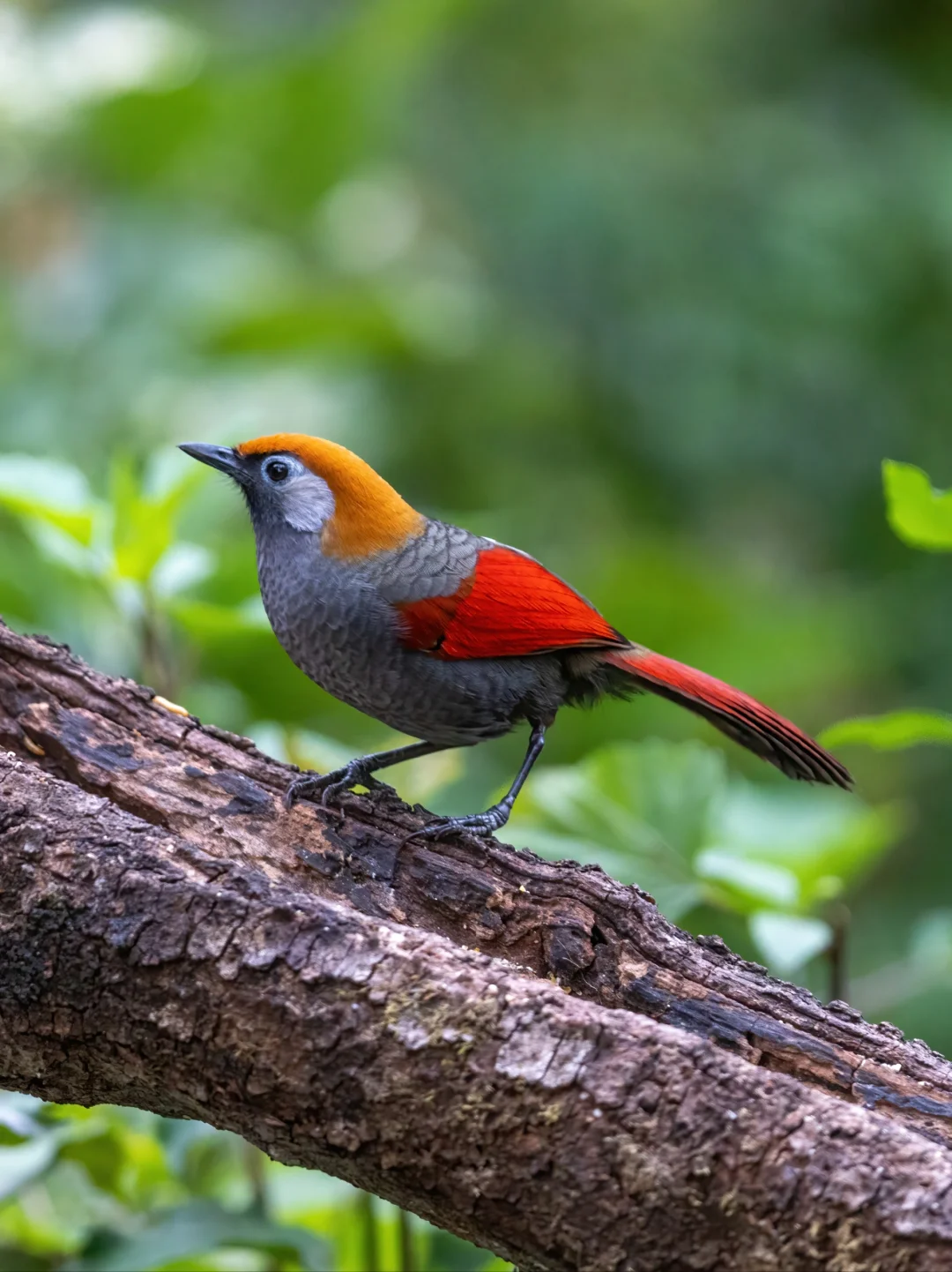 赤尾噪鹛在森林里面过于艳丽了