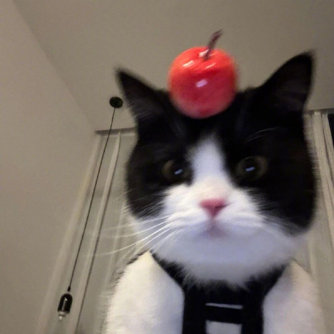 苹果🍎猫 ​​​。 
#女生头像##头像# ​