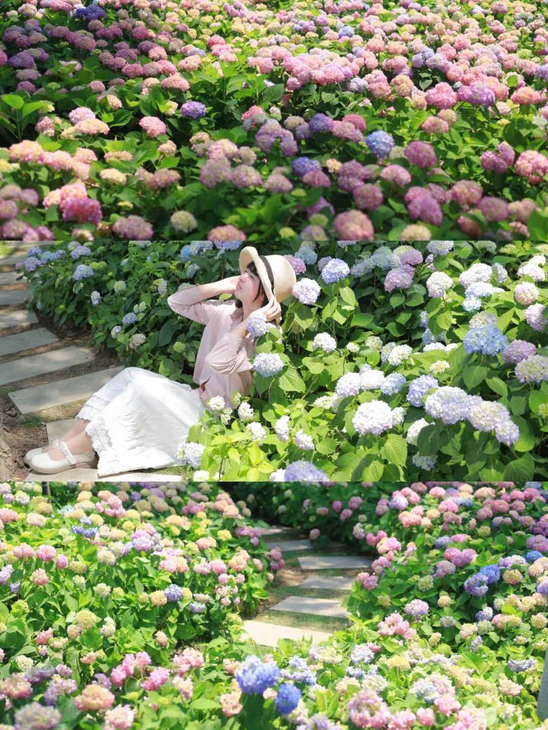 救命❗️武汉这片湖边彩色绣球是来报恩的吧