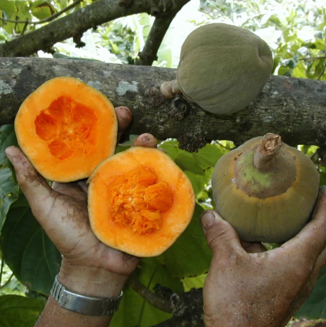 南美洲水果-椰柿Quararibea Cordata