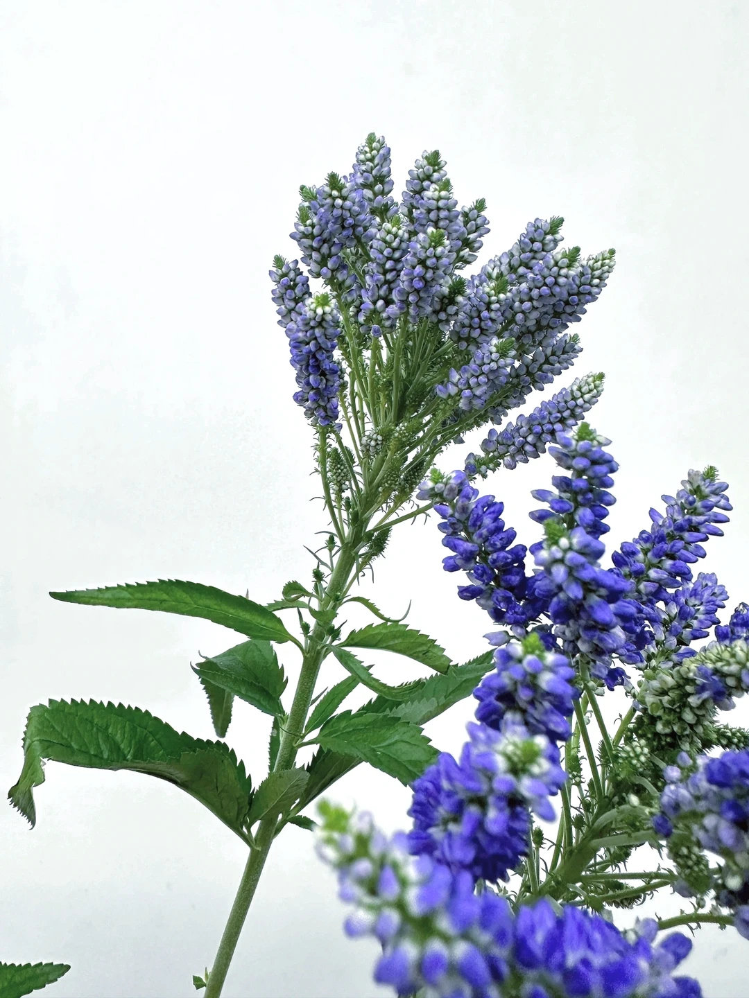 花材认识｜多头鼠尾—-有种孔雀开屏的凌乱美