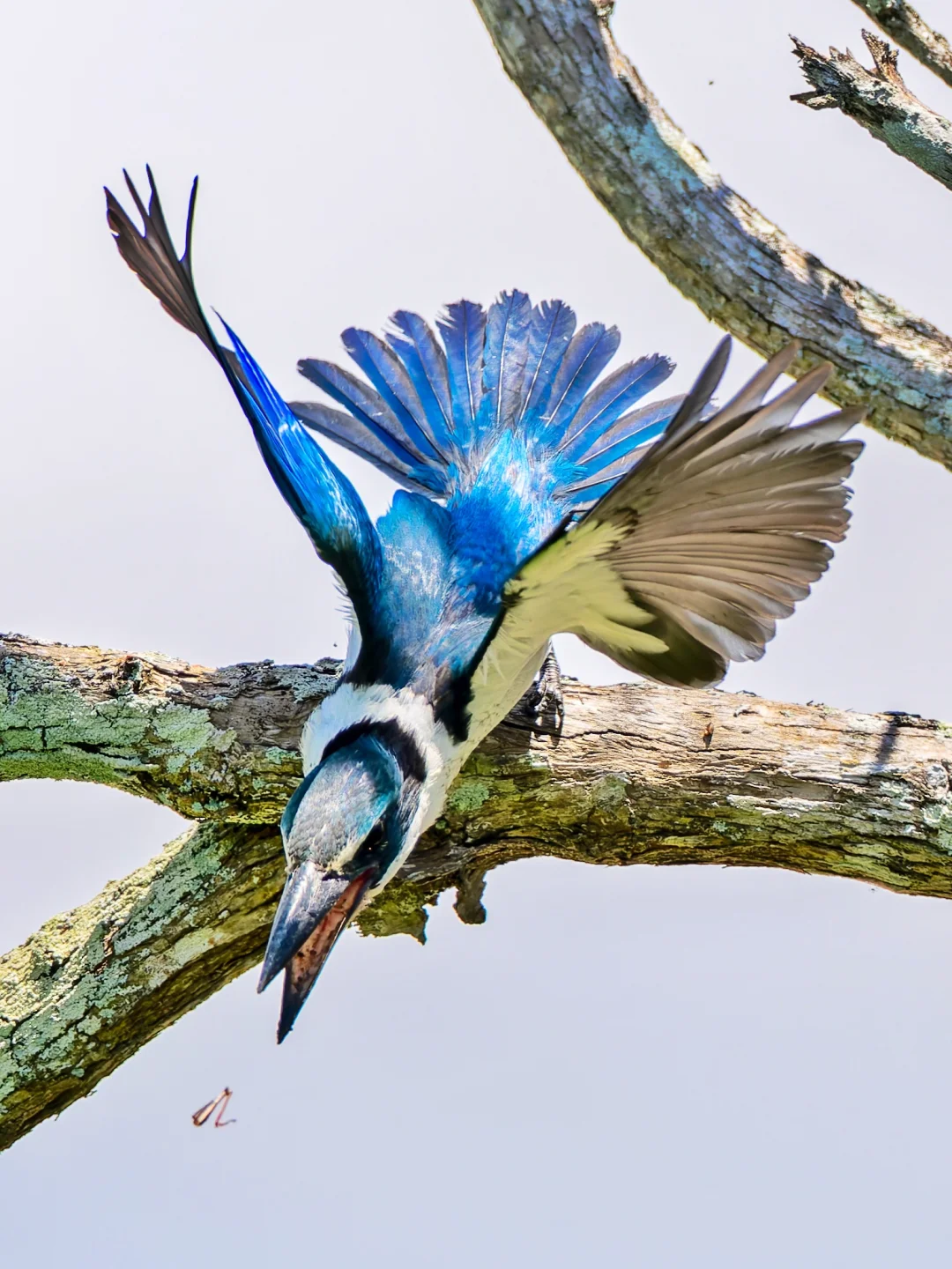 白领翡翠的蓝色太闪亮了