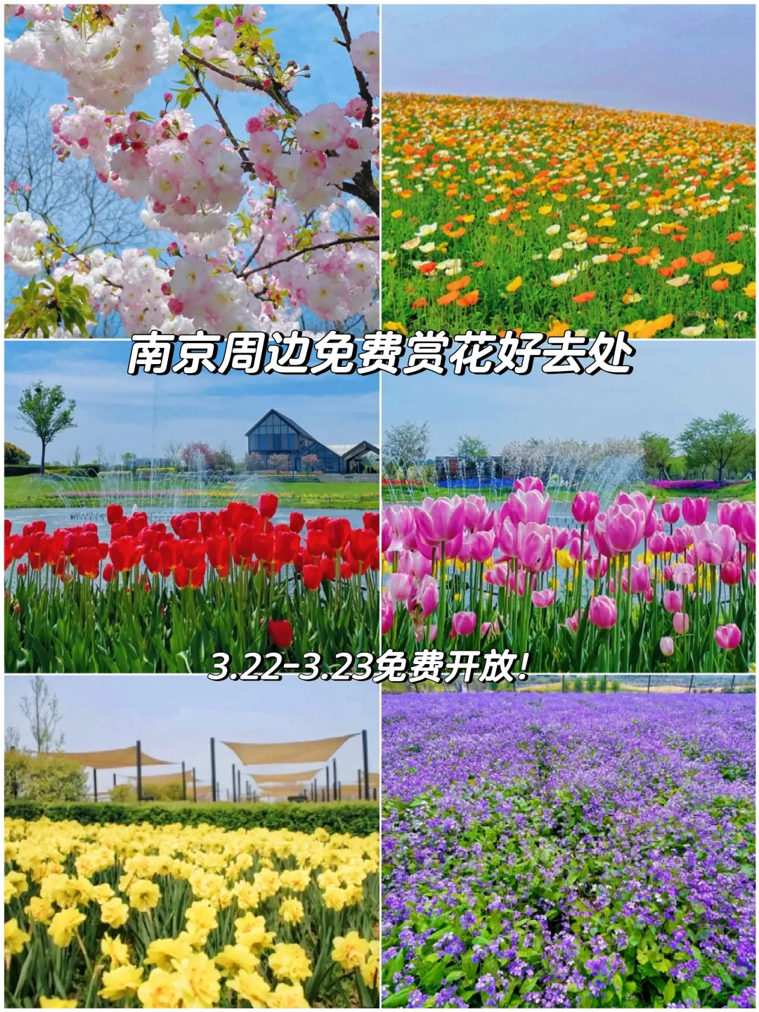 🔥南京周边｜句容伏热花海本周末免费开放