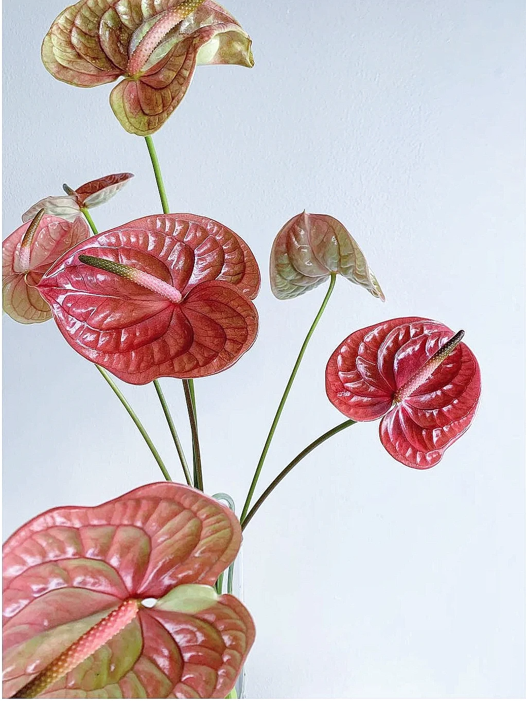 带你每天认识一种花材135｜彩掌