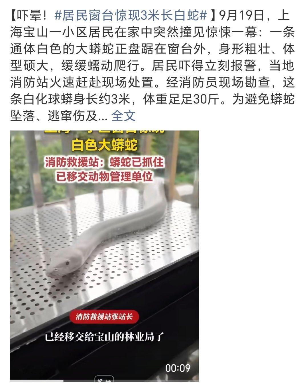 #居民窗台惊现3米长白蛇#
妈呀！这真是现实版白蛇传了吧？！现实看见这么大这么长一条蛇，真是理解许仙了[收到] ​