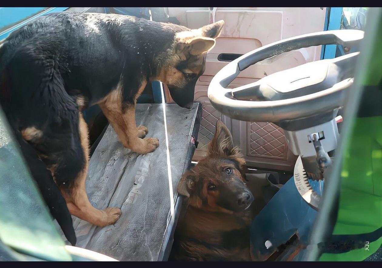 两只狗竟然能“开”走主人的三轮车？近日发生在大庆的一起车祸让人瞠目结舌...