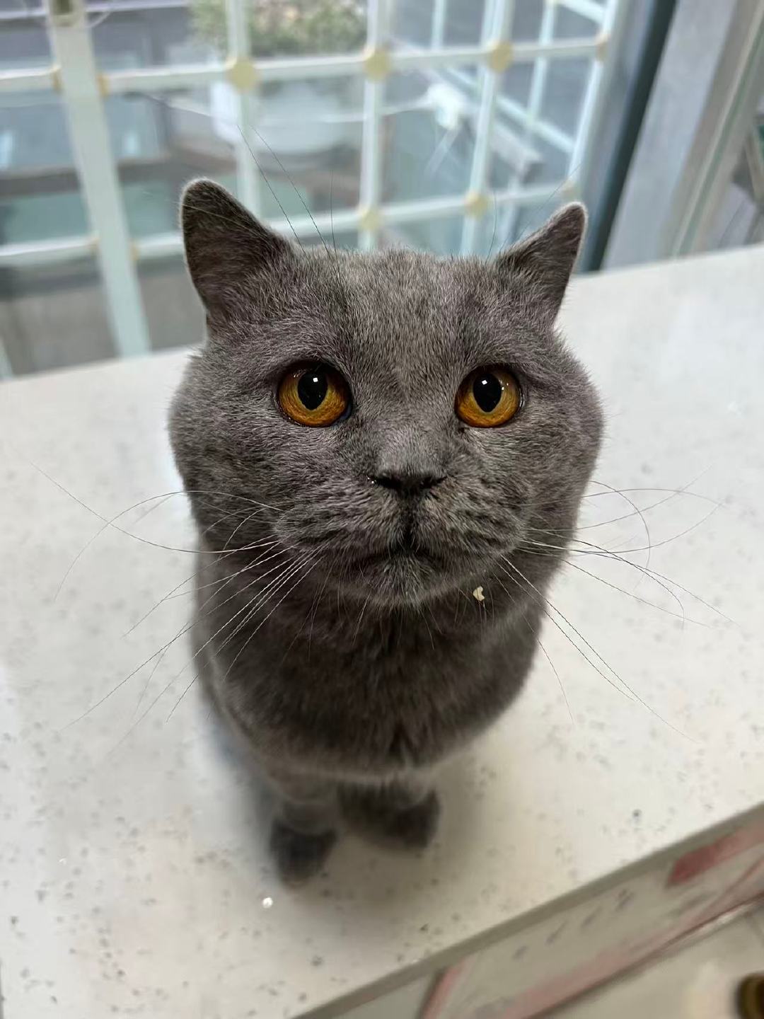 #昆明领养[超话]# 大壮，遗弃在小区的蓝猫弟弟，年龄大概两岁、亲人又健康，被宠物医院收留，已驱虫已绝育，领养联系🛰️yxqqw160 ​