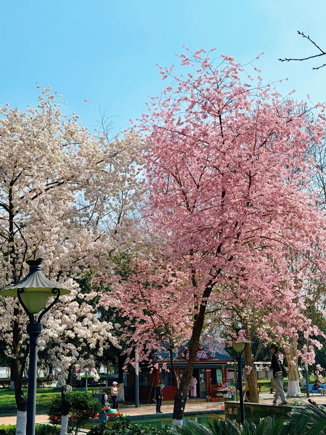 3.12实况‼️汉口江滩樱花｜花不多人也超级少