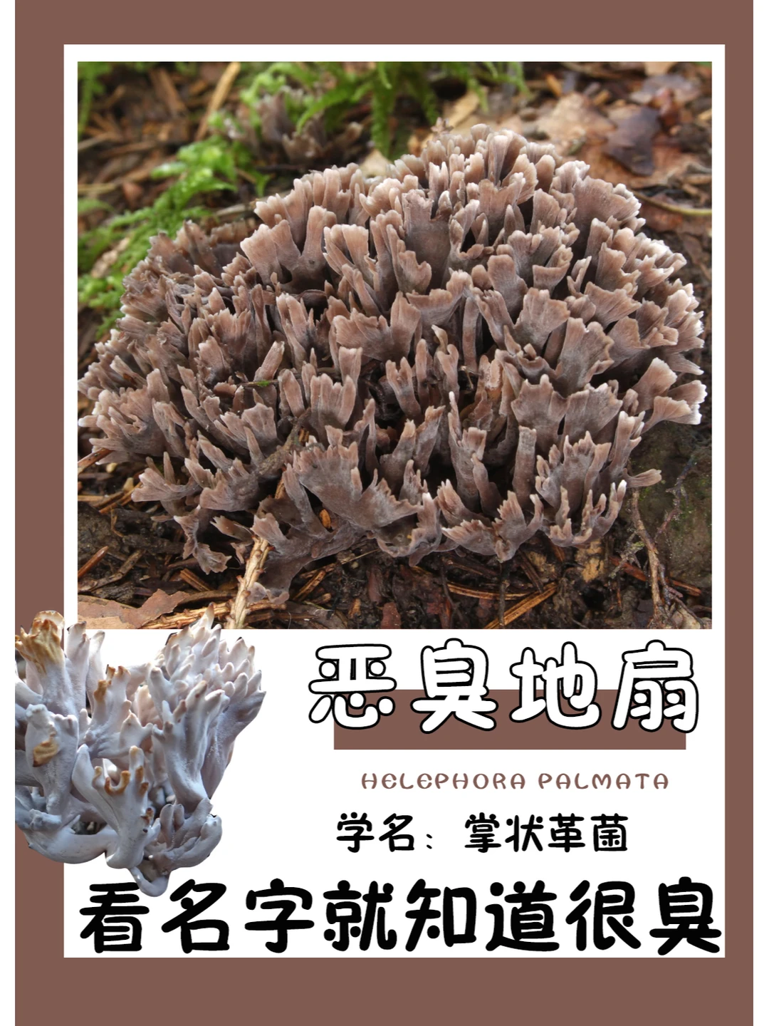 掌状革菌，长得很像干巴菌，但是恶臭