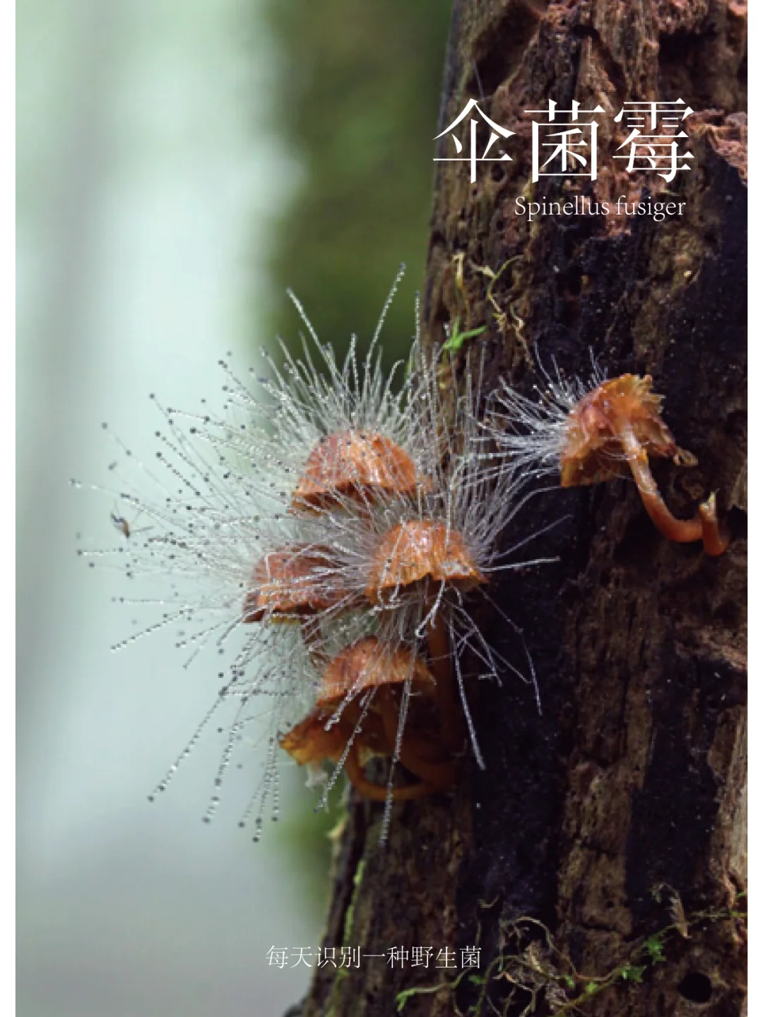 伞菌霉，常常寄生在蘑菇上