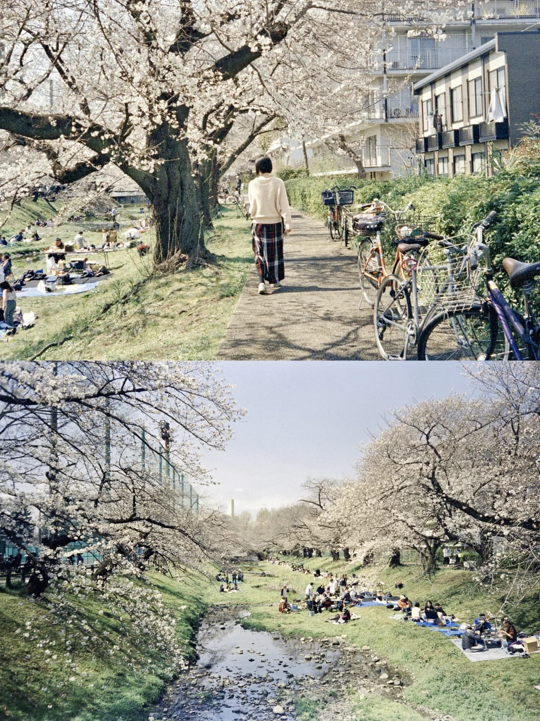 𝓕𝓲𝓵𝓶｜在春天的樱花树下