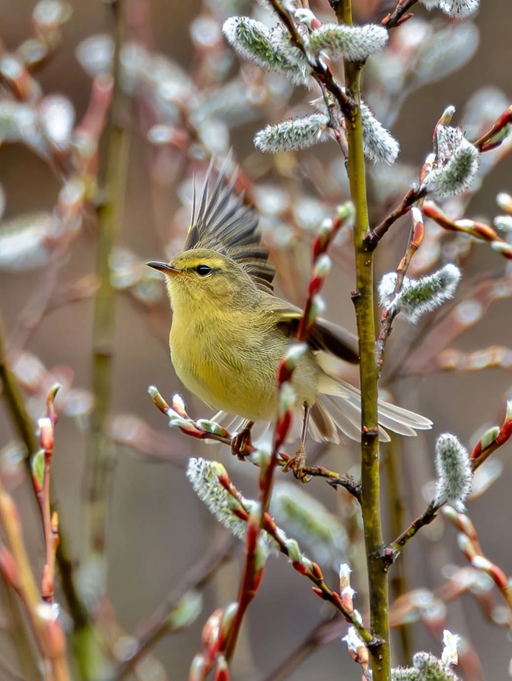 银柳枝里藏着一只棕腹柳莺