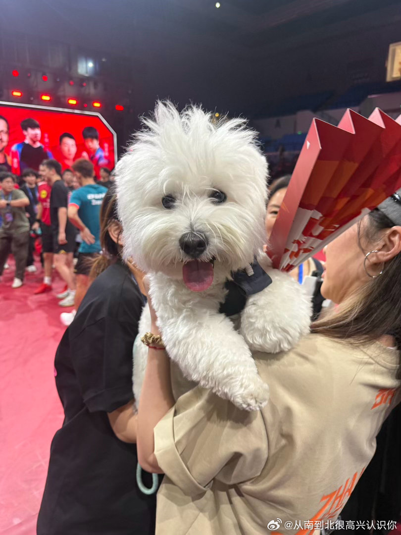 #张继科[超话]#  两小狗[doge] ​