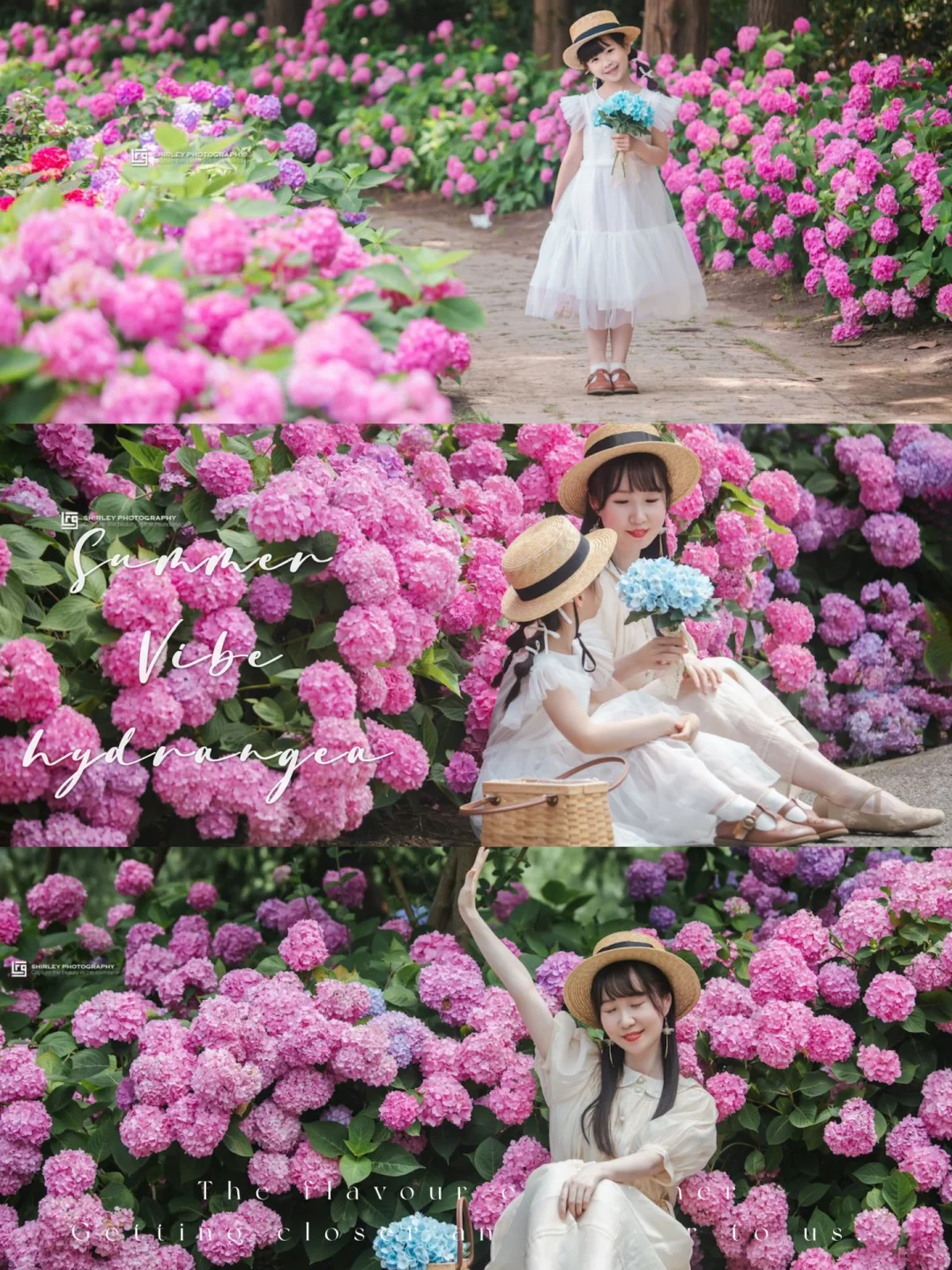 我宣布这里是魔都绣球天花板，花比人还多！