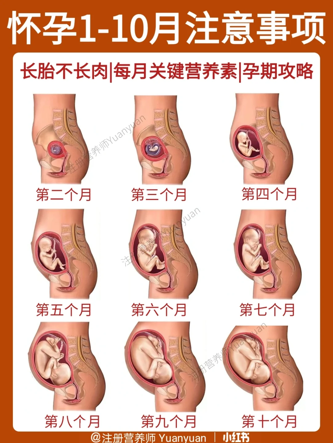 长胎不长肉|怀孕每月注意事项|饮食指导
