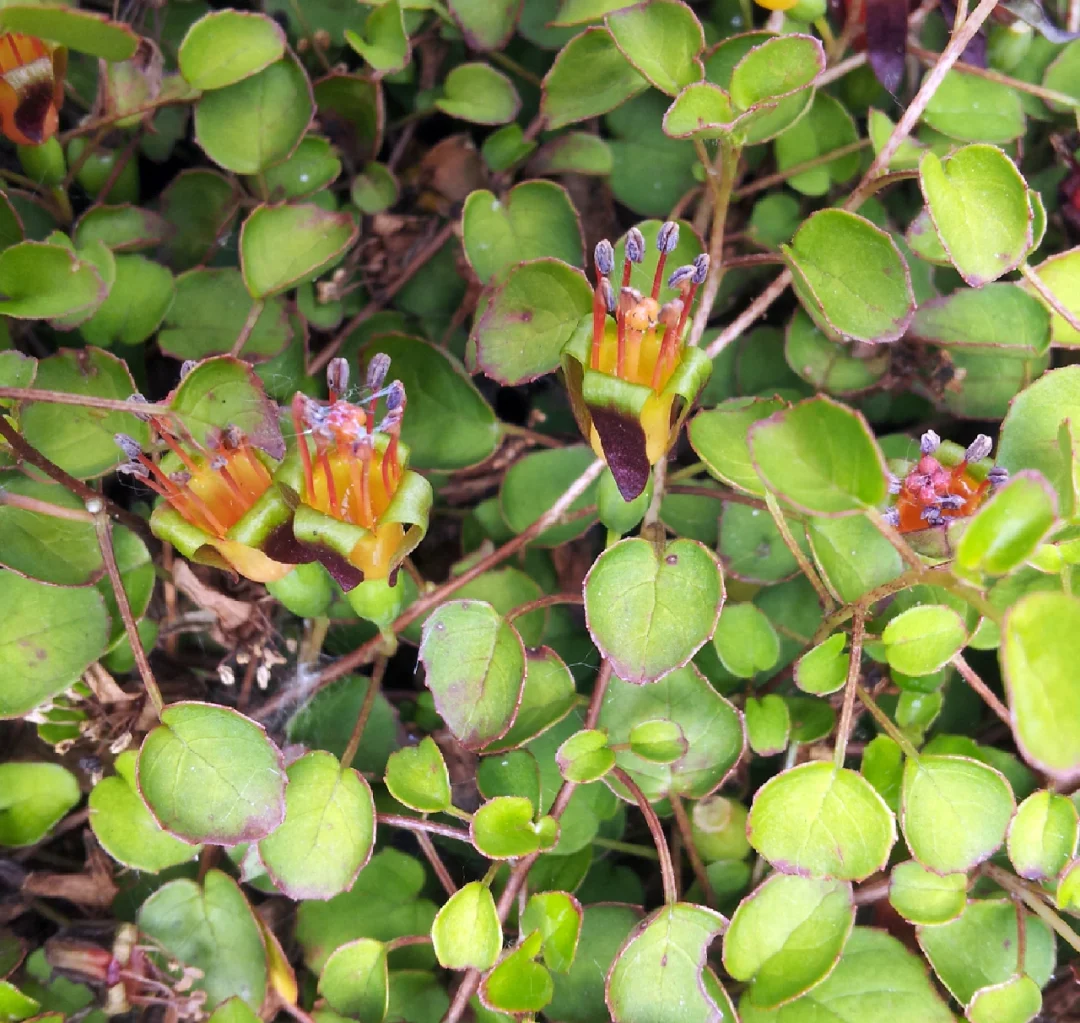 可爱小浆果～匍枝倒挂金钟