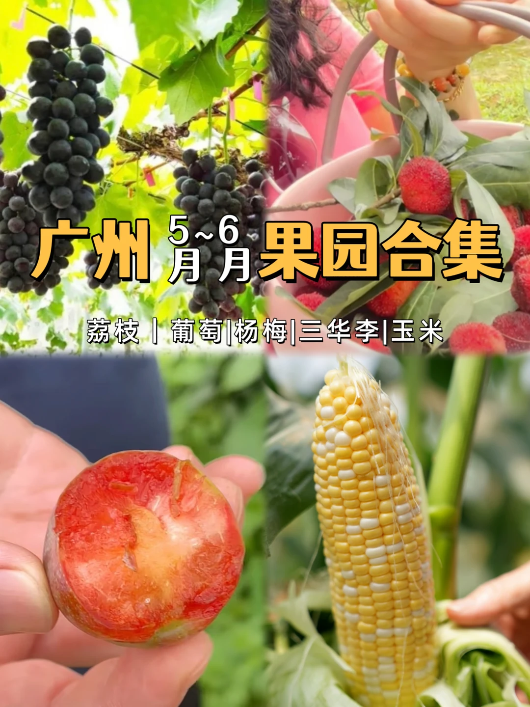 5月~6月广州果园采摘攻略