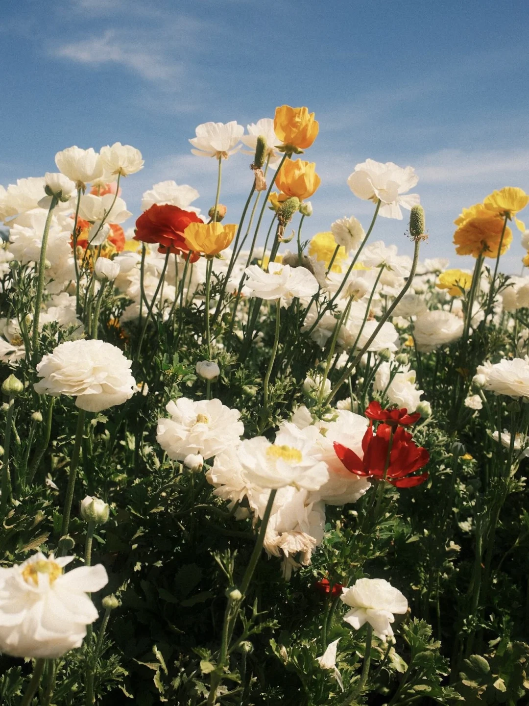 “𝓛𝓸𝓼𝓽 𝓲𝓷 𝓕𝓵𝓸𝔀𝓮𝓻”