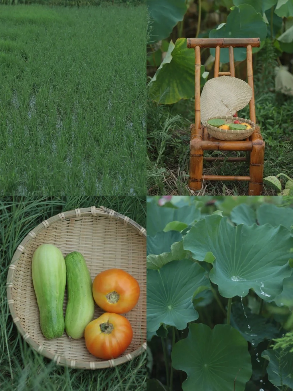 治愈小森林调色🌿越来越喜欢乡村生活