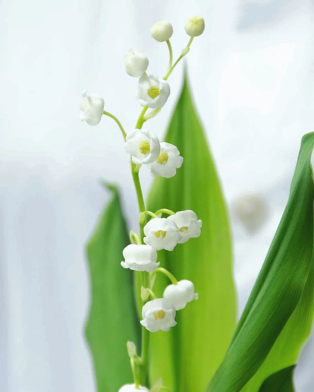 带你每天认识一种花材99｜铃兰