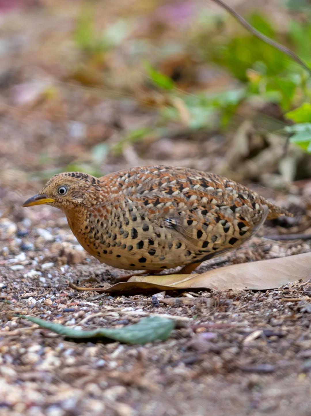 网红三趾鹑竟是先被捕猎者找到的？