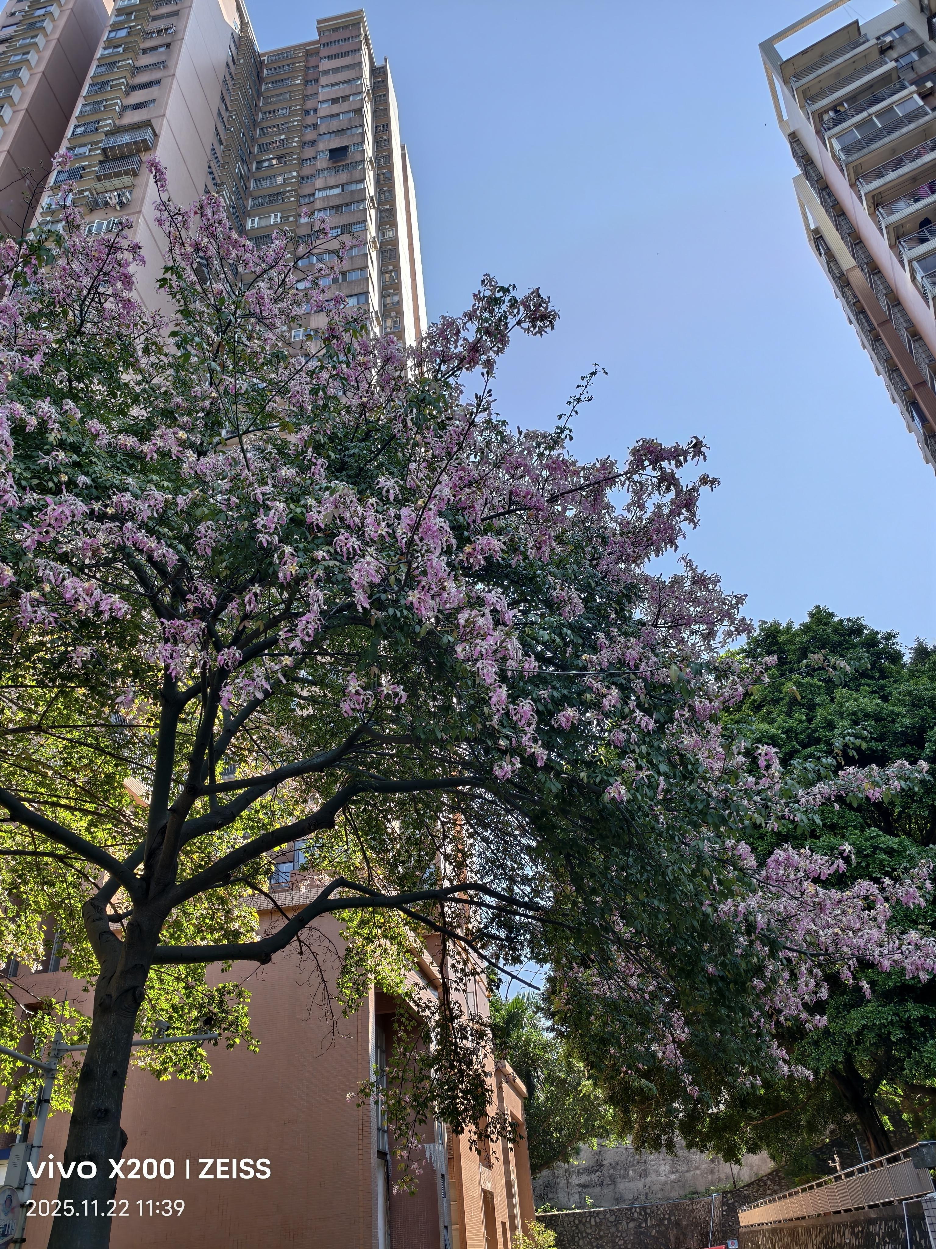 <p>晒晒广州的城市风光广州市天河区的11月份风光 <!--{img...