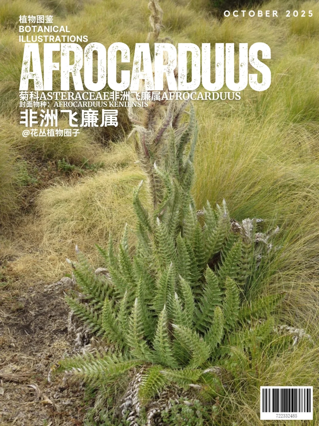 非洲飞廉属Afrocarduus