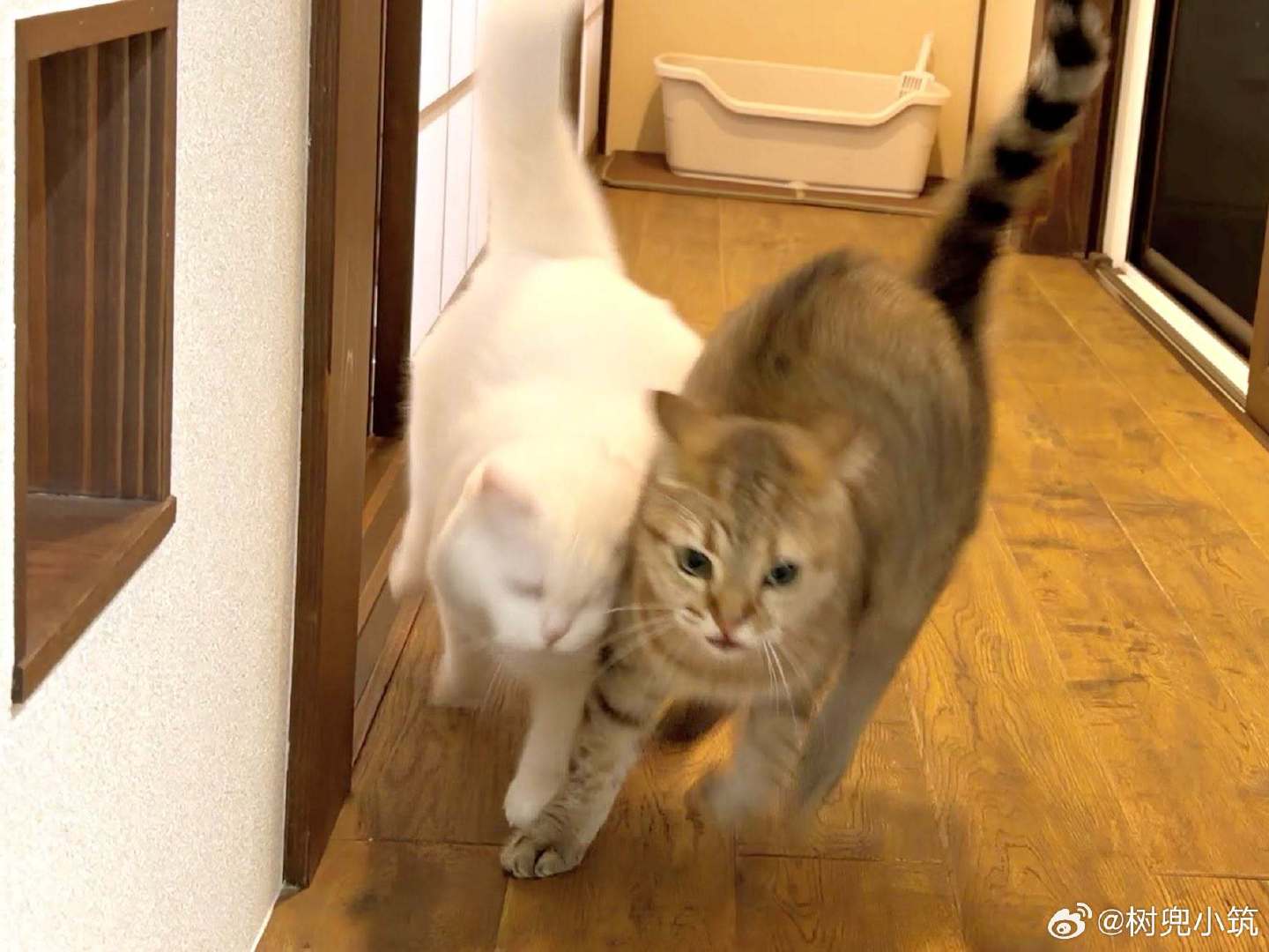 【 猫猫车祸的瞬间 】
但由于双方都毛茸茸的，所以毫发无伤。 ​