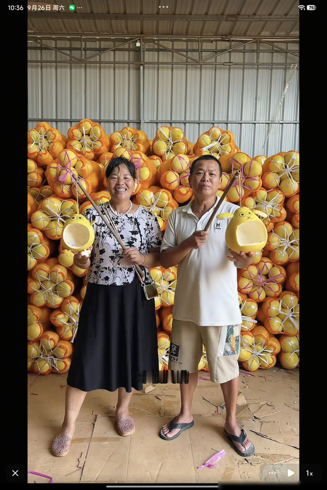 守着名满天下的冠军女儿，全红婵亲爹竟长年躲在果园山头睡棚屋。
村子天天被网红围堵，全爸干脆卷铺盖上山，30多亩果树自己下地操持。中秋一拍视频，全妈戴着珍珠项链，笑得体面，眼瞅日子好过了。可仔细一看，两口子手里拎的祈福灯笼，竟是个废柚子壳生生抠出来的。
大老板们排队上门塞钱，全撵出去。全爸自己开农