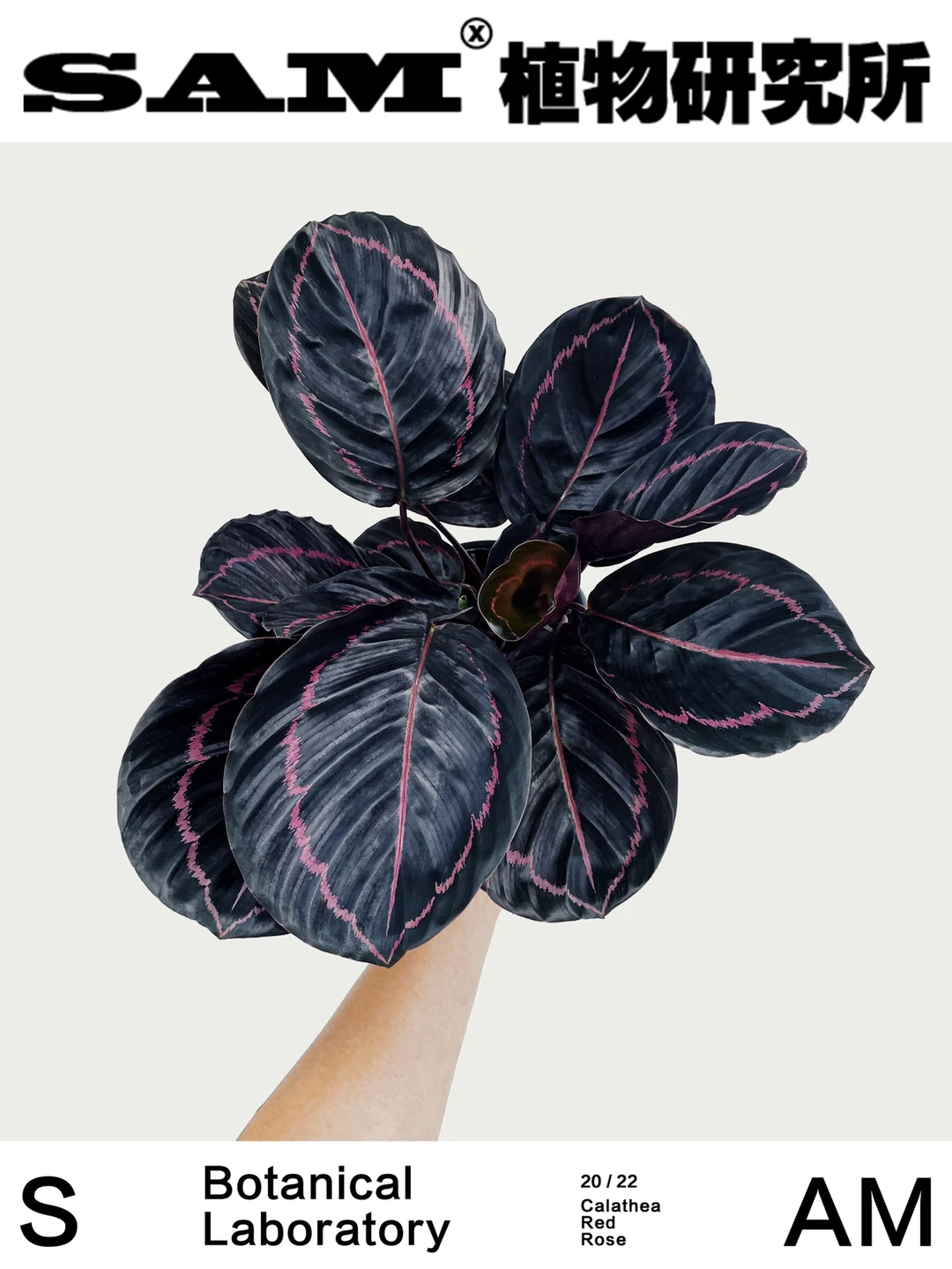 黑玫瑰竹芋丨Calathea Black Rose