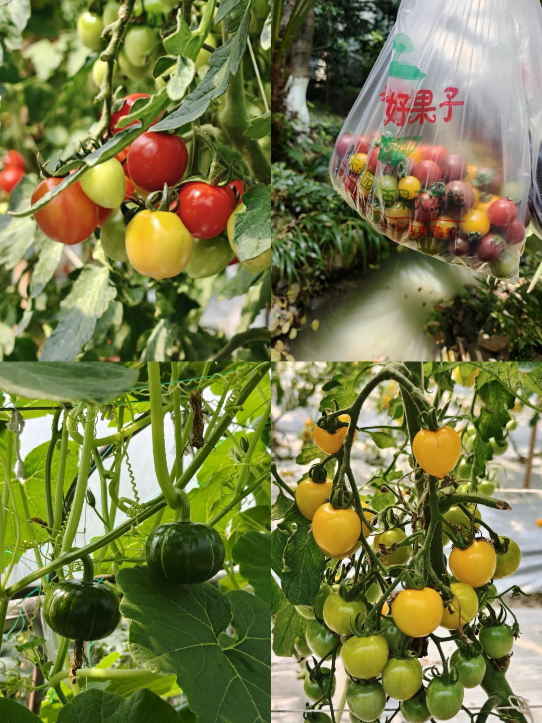 搞快好巴适这！摘菜摘五彩番茄没门票菜场价