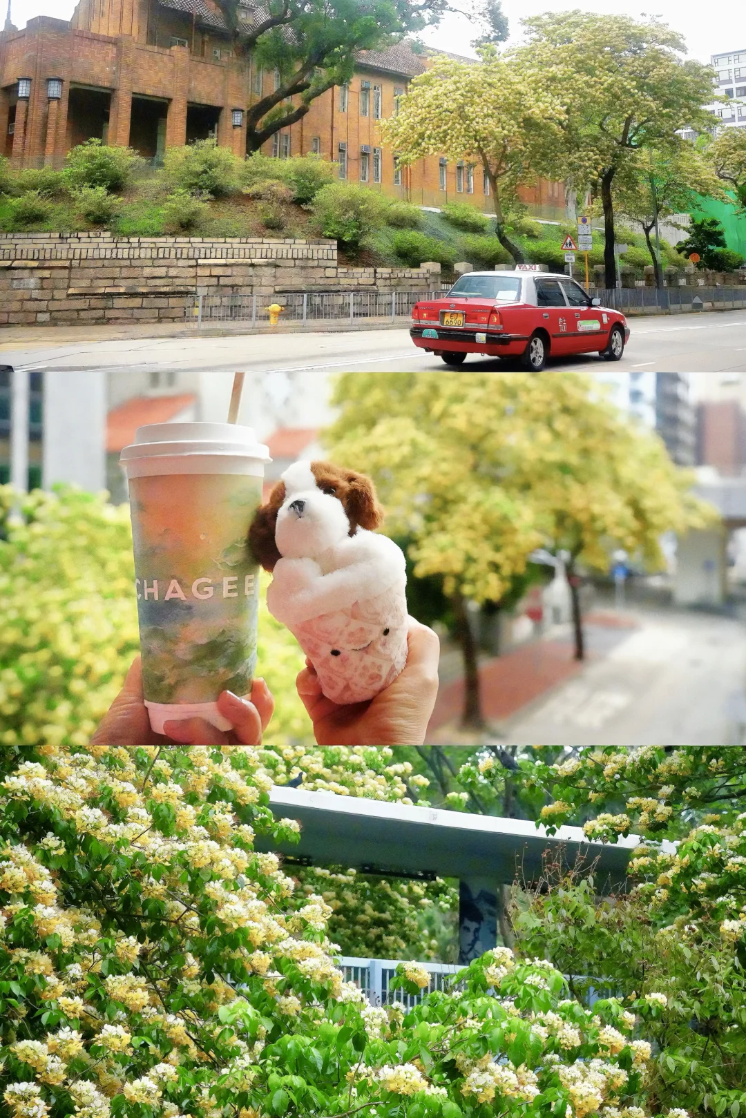 香港春日限定！鱼木花与醒时春山文艺浪漫行