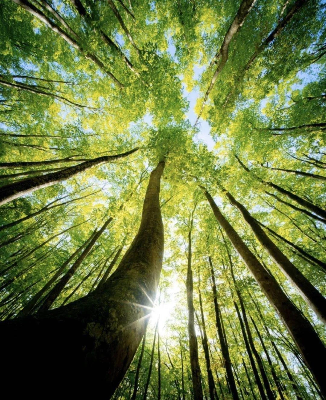 日本新泻|美如其名，等你来赞，小众美人林