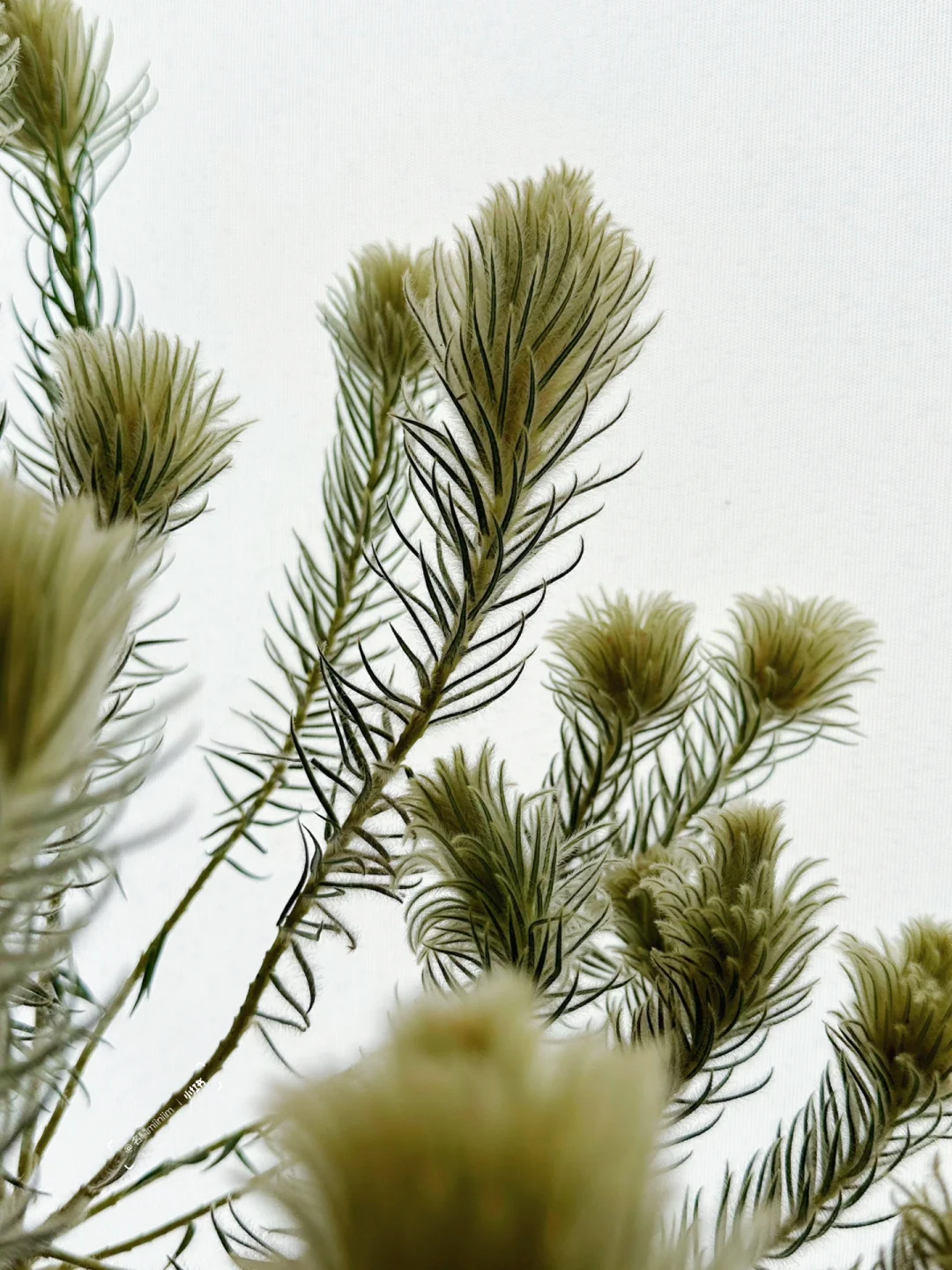 花材认识｜像游曳的水草——小众植物“金鹅绒”