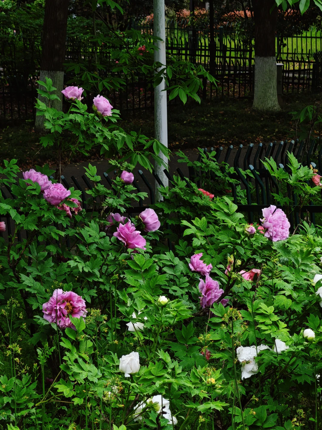 4.12实况｜南京绚烂的牡丹花雨后即将下线
