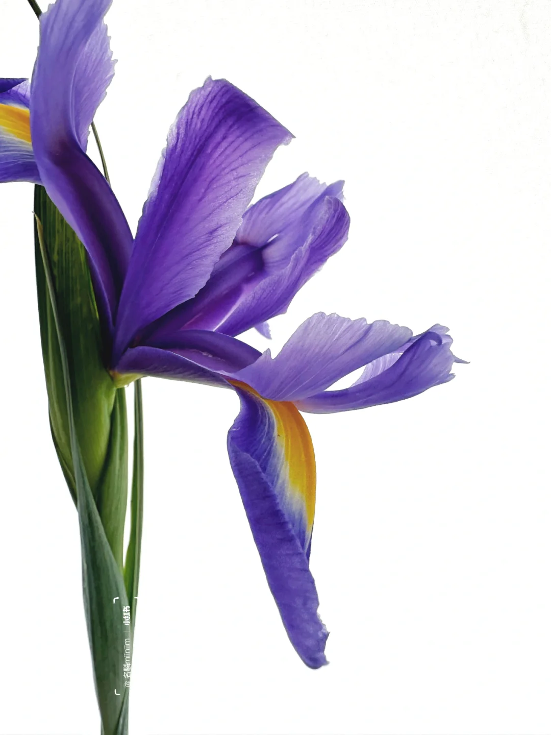 花材分享｜生命就只活几个瞬间🟣🟡国产鸢尾