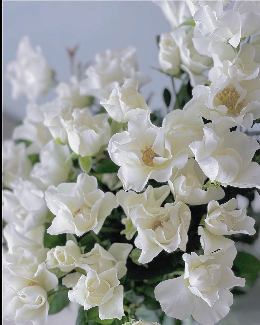 带你每天认识一种花材136｜婚纱 多头玫瑰