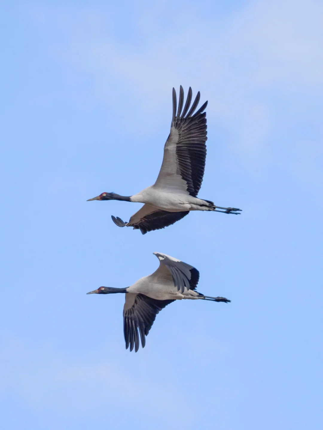 唯一生活在天域上的飞鹤