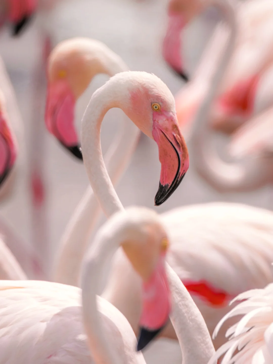 遇见火烈鸟群，仿佛走进一个粉红的世界